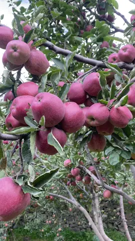 #mustang#apple #fyp #goviral #foryoupage 