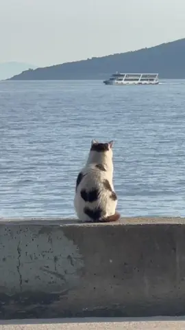 kamu kenapa syg ?  #merekaberhakbahagia #kucingkusayang #fyp 