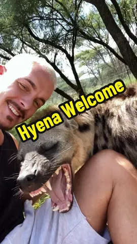 Who is also always so excited to see you?😍#hyena #wildlife #animals #africa #deanschneider #hakunamipaka 