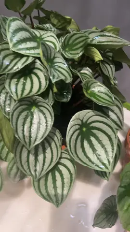 #peperomia #diasdecalor #plantsoftiktok #plantslover #parati #Viral 