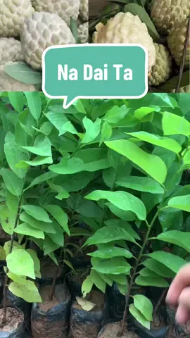 Cây Giống Na Dai ta( na dai đồng bành lạng sơn) quả to , mắt to, vỏ mỏng, dai, ngon ngọt lịm #cây #câygiong #xuhuong #thinhhanh #caygionglienviet #nhavuonhongphuc #viralvideo #viraltiktok @Cây Giống Liên Việt @Cây Trồng Giá Rẻ 