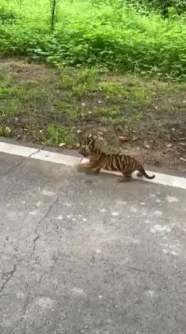 The congenitally disabled tiger cub is striving to learn to walk.#tiger #animals 