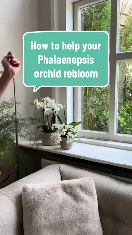 Did your Phalaenopsis orchid finish blooming? Here’s how to help it rebloom! #phalaenopsis #rebloom #orchidsinbloom #phalaenopsisorchid 