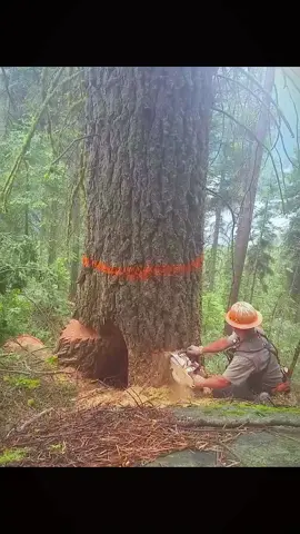 #Woodchopping #wood #forest 