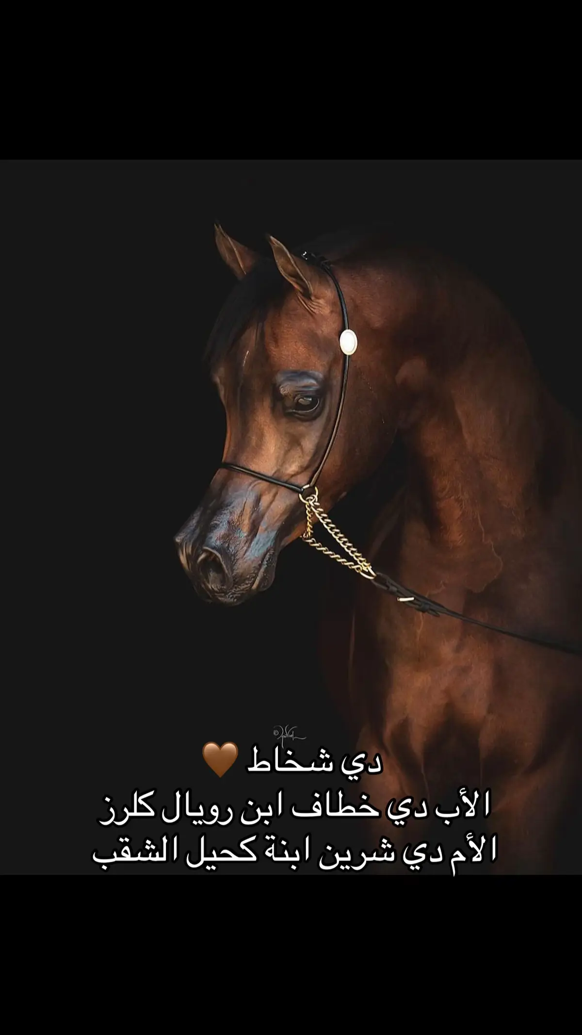 #خيول #العربي #🫶🐎🫶
