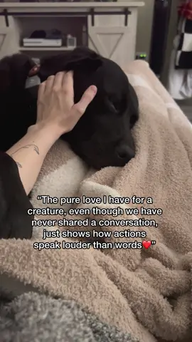 I saw this quote today, and I truly couldn’t agree more and it hit me hard. To think that I have so much love for Jax and he’s my best friend in the whole world, what a special thing it is that although we cannot share words with each other, and yet still share that bond🤍 IB @Digit & Pip #dogsoftiktok #dogvideos #fyp #labsoftiktok #labradors 