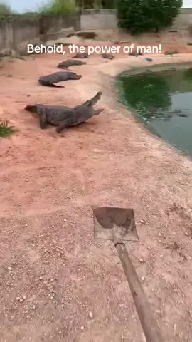 #funny #fypage #fypシ゚viral #fyppppppppppppppppppppppp #lmao #aligator #crocodile #shovel #bonk 