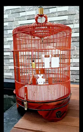 kenari isian mewah full kunti #kenari #kenarimaniaindonesia 