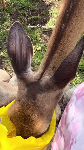 Damn biting flies hurting my precious babies 🥺 #deer #snowfrickenwhite #bitingflies #fliesareevil #goawayflies 