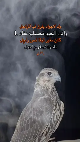 #شتاوي_غناوي_علم_ليبيه  #صوب_خليل_خلق_للجمله🎶❤🔥  #شعراء_وذواقين_الشعر_الشعبي  #ع_الفاهق #عبدو_المغربي 