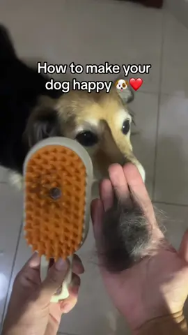 Get it now❗️😻 The best vapor comb for pets in 2024… 🧖‍♀️🐶 #petproducts #dogs #cats #tiktokmademebuyit #viral #fyp #pet #petlover #cat #catlover #doglove #dog 