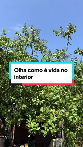 Melhor paz do mundo é no interior #viral #videoviral #viralditiktok #interior 