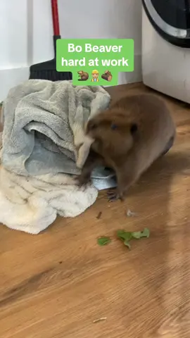 Bo is really getting the hang of this lodge building thing…. Sort of.  The effort is there 😅🦫 But I said I had beaver news, and if you’re reading this far, I still do.  Bo needs eye surgery.  The ulcers in his left eye have progressed to glaucoma and blindness, which is causing him pain.  Because the eye is now totally blind, his doctors have decided to remove it. We want what is best for him and what will keep him most comfortable and have less risk to his health in the long run, but it is still very scary.  His surgery will be scheduled as soon as possible and probably within the next week or so. We are not totally certain at this time that means for his releaseability to the wild. I’ll be posting updates as soon as we know more. #bothebeaver #beaver #beaverrescue #beaverrehabilitation #animalrescue 