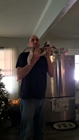 I require a sniff. #cats #catsoftiktok #funny 