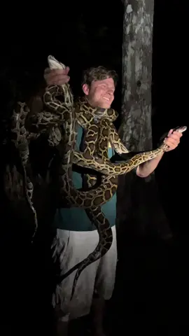 Looking for a 20 foot Burmese python! #florida#everglades#foryou#fyp#tiktok#viral#crazy#animals#wildlife#alligator#crocodile#yoink#professional#conservation#ecosystem#nature#educational#water#xyz#reptile#cat 