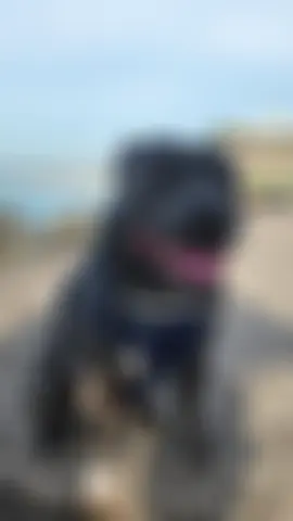 #staffordshirebullterrier #Staffy #dogsoftiktok #goodboy #gooddog 