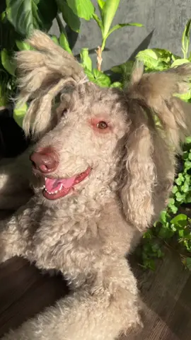 Hes so cute 🥹 we just came bck from a walk #sosathedog #jewelsandsosa #sosathepoodle #poodlewithlocs #cordedpoodle #poodlewithdreads #dreadheaddog 