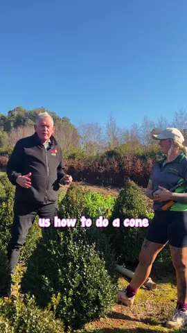 Jade is back again!😃 Get yours here: https://www.thetutuguru.com.au/shop/buxus-english-box-topiary-cone-16-pot/ #HelloHelloPlants #EglishBox #Melbourne #Australia #Topiary #Trimming #Coneshape