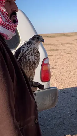 الوالد الله يطول بعمره#مربط #اكسبلور #هشتاق #حر #مقناص #طيور #حبارى #اكسبلور 