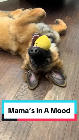 When mom’s in a bad mood…#momlife #germanshepherd #germanshepherdpuppy #murphyslaw #dogsoftiktok 