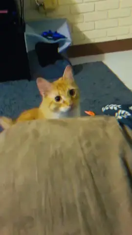 Funny animals #pet #cat #funnyvideos 