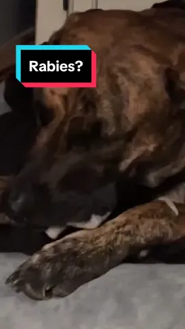 Dows anyone else’s dog foam at the mouth like a rabid Kujo when chewing on a dry treat or just mine? #dogsoftiktok #daniff #greatdanesoftiktok #greatdane #kujo #rabies 