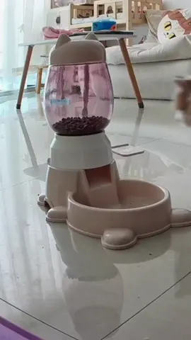 #ที่ให้อาหารสัตว์เลี้ยง #ที่ให้อาหารและน้ํา #ที่ให้อาหารแบบกดเอง #จ่ายแพงไปทําไม #ทาสแมวของแทร่ #อาหารแมว #อุปกรณ์สัตว์เลี้ยง #อุปกรณ์น้องแมว #อุปกรณ์เลี้ยงแมว #ของใช้สัตว์เลี้ยง  #ของดีบอกต่อ #สวนตว์tiktok #ขนมแมว #ขนมแมวเลีย #ทรายแมว #ของเล่นแมว #SmileShopbyRapee5 #แมว #แมวน่ารัก #แมวเหมียว #แมวอ้วน    #เทรนด์วันนี้ 