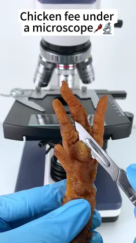 Chicken feet look cool at 400x magnification! #microscope #tiktok #foryou #funnyvideos #bestvideo 