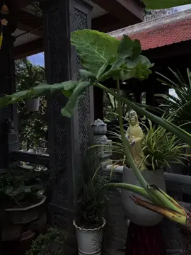 Ở DakLak nhưng mà lần đầu tiên mình được đi chùa  Tứ Sắc Khải Đoan , đẹp vô cùng luôn , không gì đặc biệt hơn những nơi thân thuộc mà mình sinh sống , thay vì đi du lịch xa thì mình luôn chọn về nhà , và healing ở những nơi gần nhất , gắn liền với thiên nhiên , kết nối tần số cao và cân bằng năng lượng 🪷