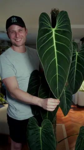 My melano has rewarded me with its biggest leaf so far this winter! 4 years in the making … finally some decent growth 🤤 #mosspole #philodendronmelanochrysum 