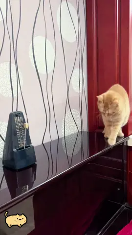 Kitten shaking to the metronome🤣🤣🤣😁😁😁 #cat#cats#cutecat#catlover#catsoftiktok#fyp#foryou#foryoupage#funny#funnycat#funnyvideos#funnytiktok#funnyanimals#kitty