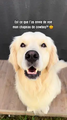 Maman dit que ça me va super bien🤠 #goldenretriever 