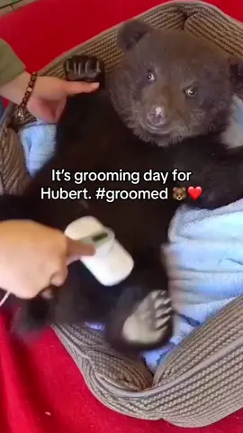 Tune in next time for more Hubert Content! #groomed #hubert #bear #fyp 