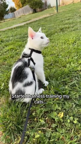 Best decision every 😇 #harnesstraining #catlovers #catparents #fyp #fypシ #catsoftiktok #catloversclub #catlife #PetsOfTikTok #petlovers #livingwithcats @Cat Harness Australia 