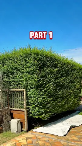 A shameless guest was forcing my brother to see what was under his KILT… She was STUNNED and started crying when I slapped her in the face!