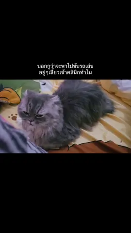 ทำทรงเอาขนมมาง้อ ไม่ลองโดนฉีดเองบ้างล่ะ  #เส้าหลิน #แมวเศร้า #แมวหูพับ #แมว #cat #ทาสแมว #สวนสัตว์tiktok #เส้าหลินแมวเอนจอย   @เส้าหลินแมวเอ็นจอย 
