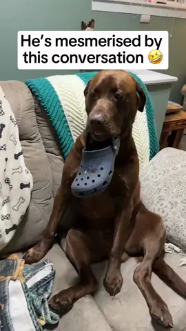 He definitely wanted to go on that walk 🤣 @melandmoose #fyp #dogtok #dogsoftiktok  He’s mesmerised by this conversation