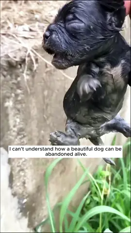 Rescue a puppy #rescue #rescueanimals #animals #animalsoftiktok #puppy #dogsoftiktok #dog 