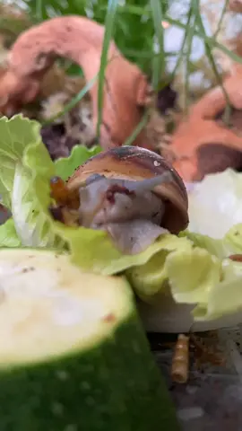 ,Roy Al Flash‘ liebt Essen! #snail #archachatinamarginatasuturalis #achatschnecken #schnecke #slimeside #snailtok #snailmother 
