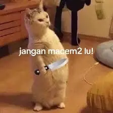 Wallpaper kucing ngamok lucuk 🐈 #wallpaper #kucing #cat #catsoftiktok #ngamuk #oyen #kucingputih #kucingputihbloon🗿 #fyp #fypシ゚viral  #fypシ 
