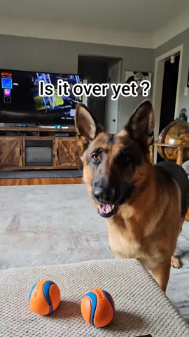 As soon as you get the other shoe we'll go play ball. #fyp #germanshepherd #4u #foryou #foryoupage #dog #mikelalicich 