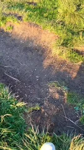 Now You See... #israel #palestine #brawlstars #wellwellwell 