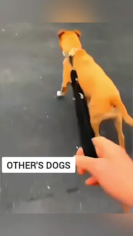 Funny animals 🤣🤣 #pet #cat #dog #cute #animals #foryou #typ