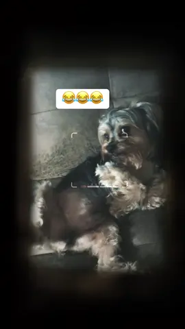 My beautiful boy😍🥰💙❤️#fyyypppppppppppppp #dogsoftiktok #yorkie #roadto10k #dogsarefamily #genx 