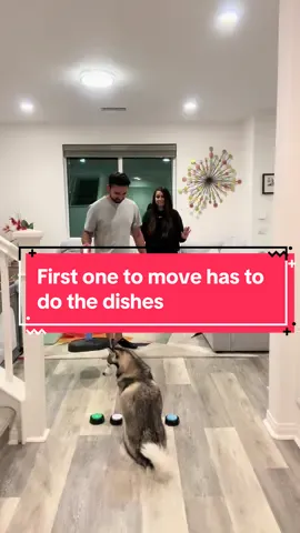 Who moved first? 🐶 #funnydog #dogs #doglover #smartdog #pomsky 