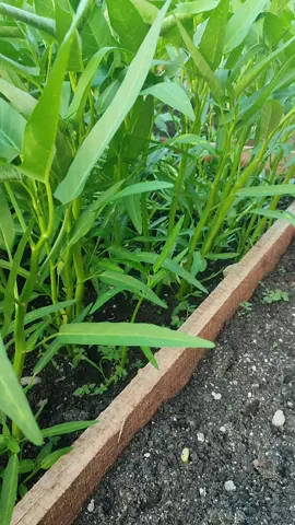 Metik kangkung organik #berkebun #dirumah 