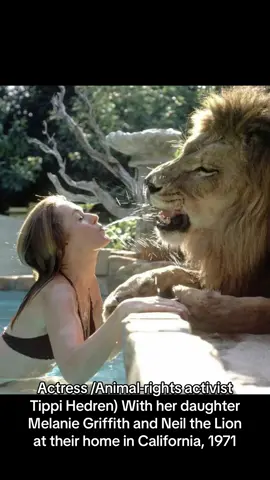 Actress /Animal-rights activist Tippi Hedren (Most famous for her role in Alfred Hitchcock's, The Birds) With her daughter Melanie Griffith and Neil the Lion at their home in California, 1971. Life magazine: 