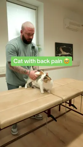 Cat with back pain 🥹🥹🥹 • • • #chiropractortiktok #foryou #asmr #animals #chiropractic #help #türkiye #hundeauftiktok #catsoftiktok #cat #Love 