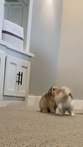 I think this is my favorite video I’ve ever made🤣🥰  #buntok #PetsOfTikTok #fyp #hollandlopsoftiktok #bunmomlife #freeroambunnies #binkies #6 