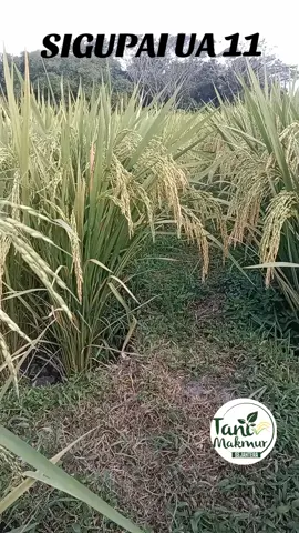 PADI UNGGUL SIGUPAI UA 11 #viral #tani #fyp #padi #85hst #sigupai #padiaceh 